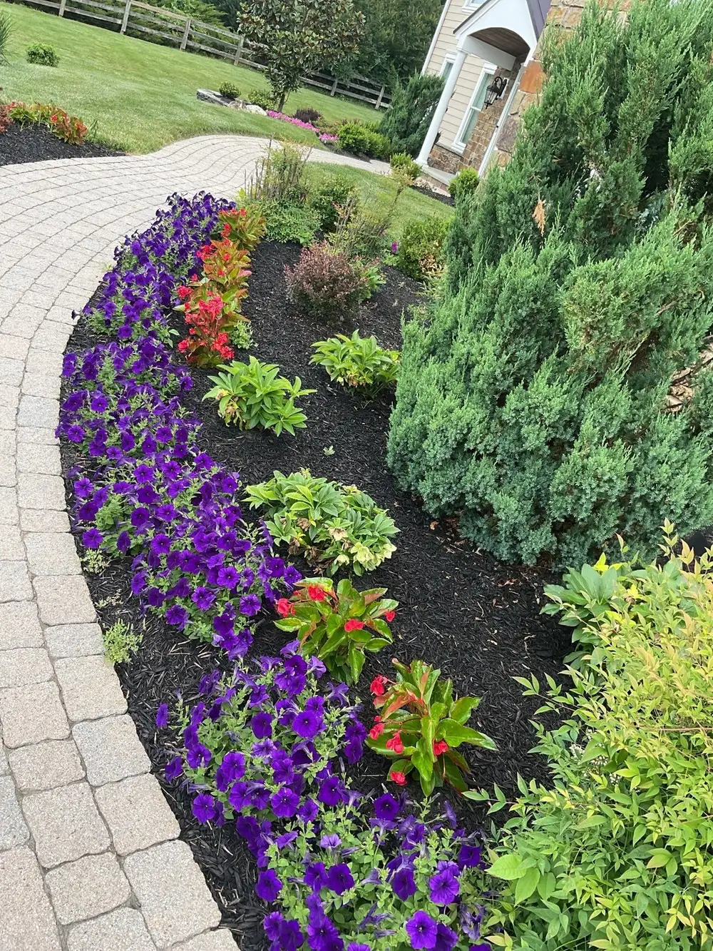 Vibrant planting border of purple petunias, red salvia and junipers along a walkway