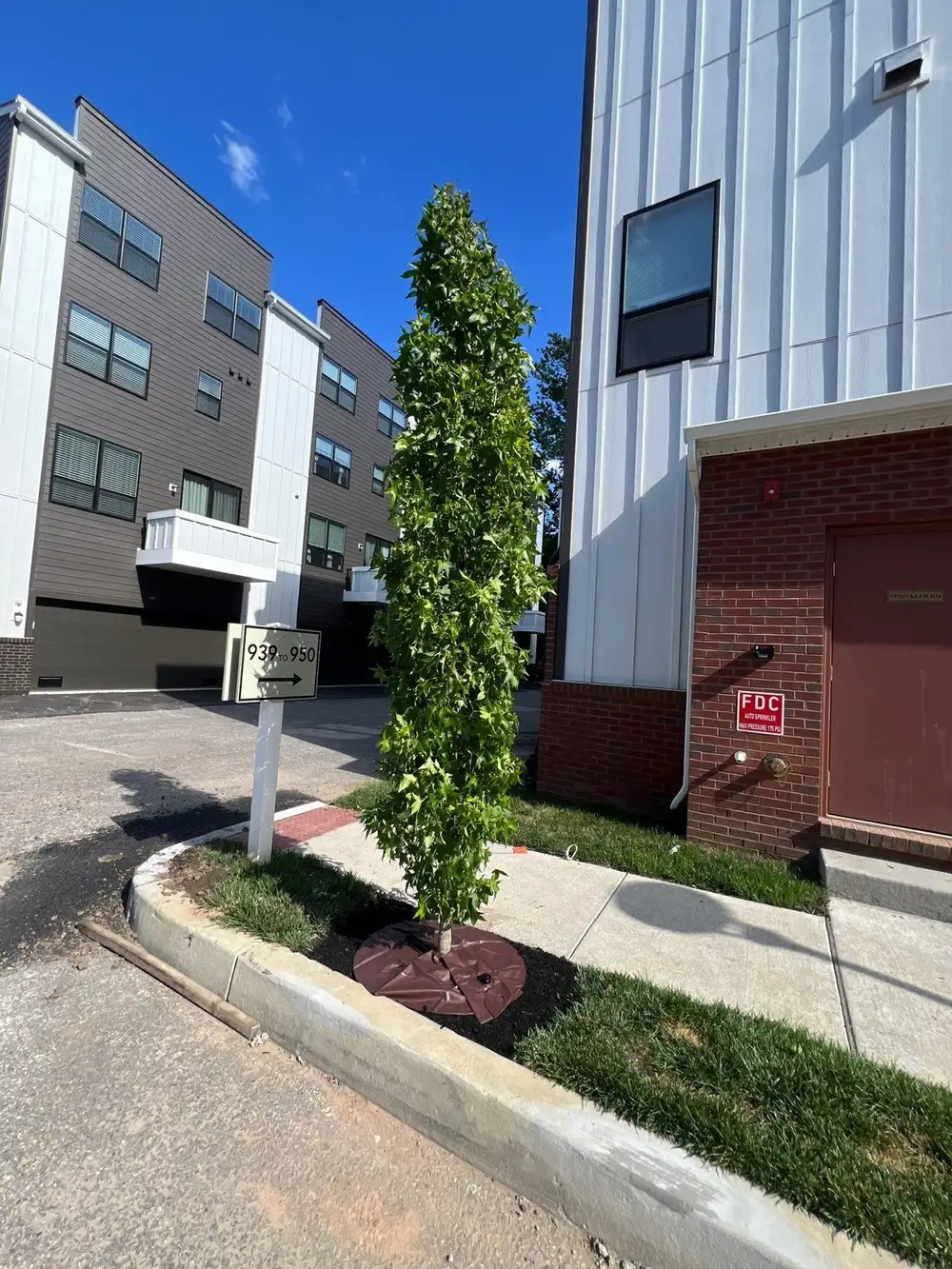 Newly planted columnar evergreen tree at a West Chester, PA townhouse