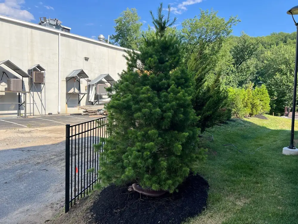 Newly installed evergreen spruce with a mulch ring in Chester County, PA
