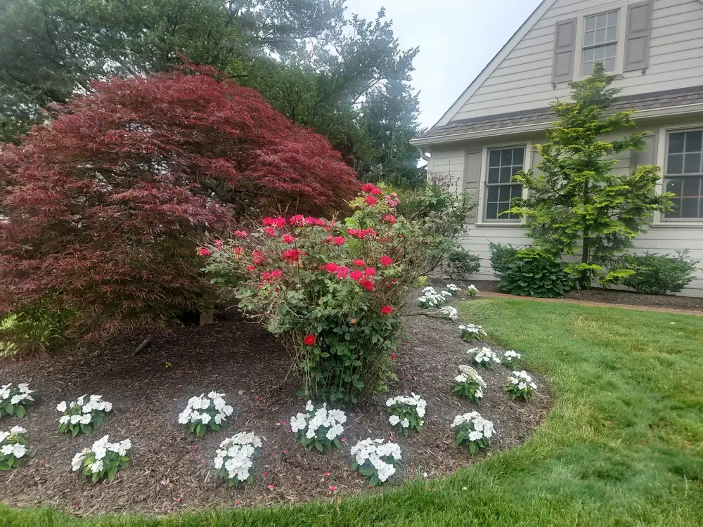 Foundation bed with a red Japanese maple, roses and white impatiens at a Chester County home