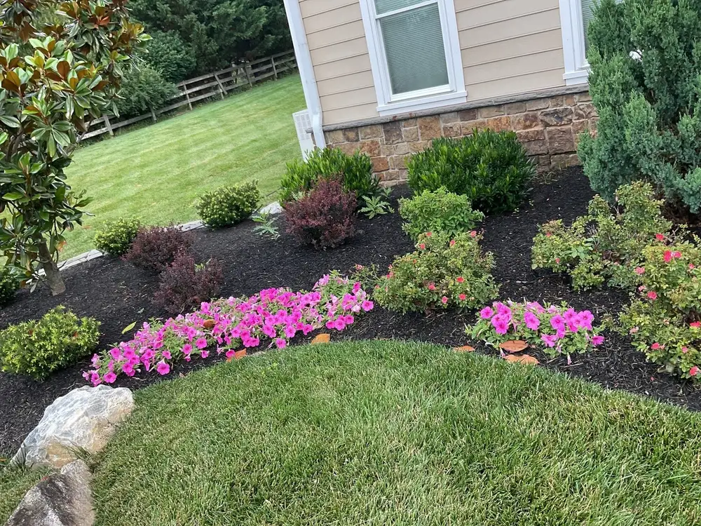 Curved foundation bed of shrubs and pink annuals with fresh mulch in West Chester, PA