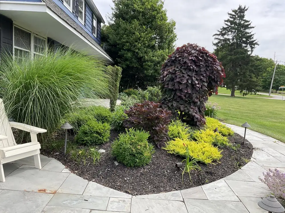 Designed island bed with ornamental grasses, smokebush and gold juniper by a bluestone patio