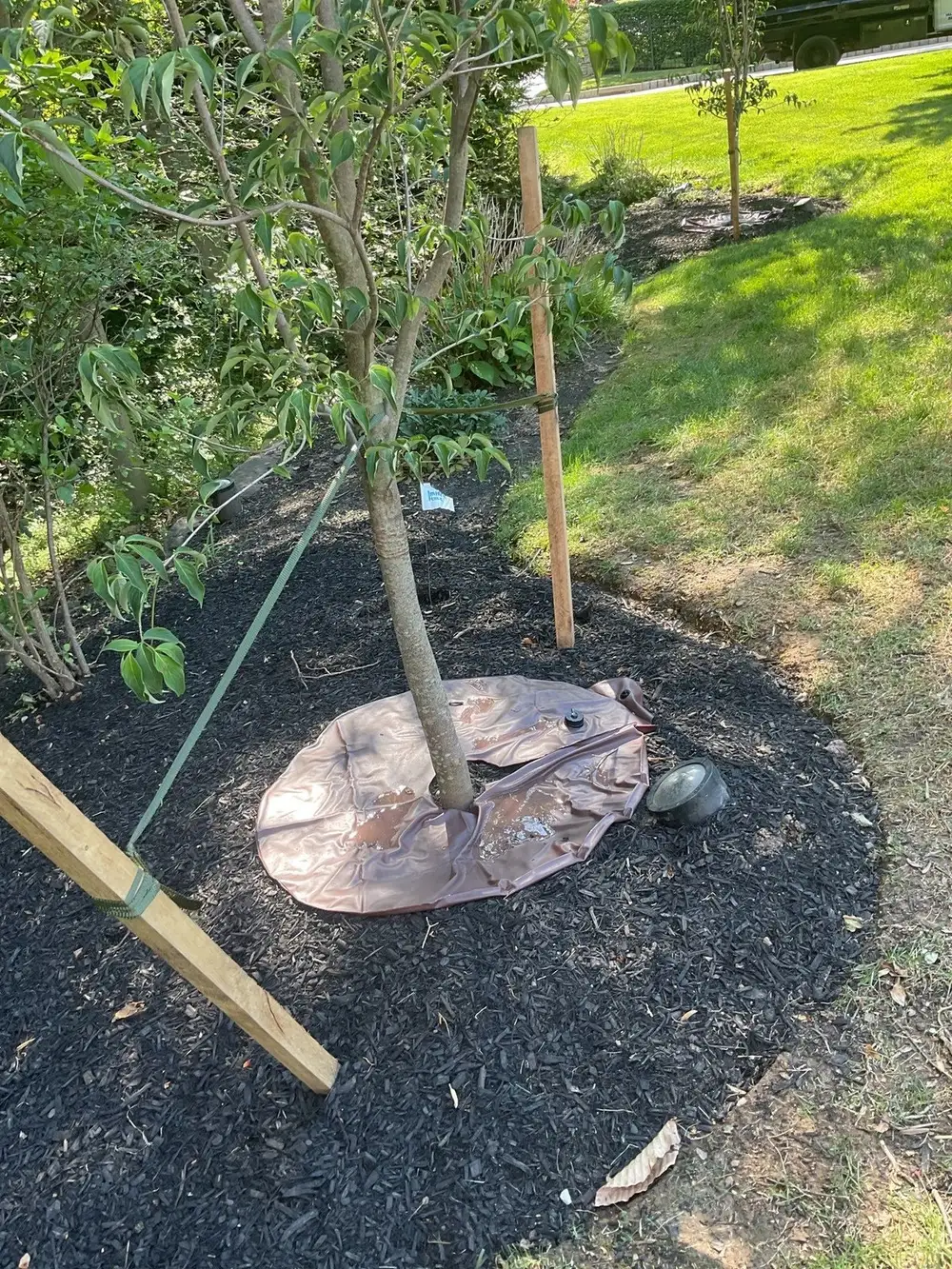 Multi-stem ornamental tree newly planted with stakes and a watering bag