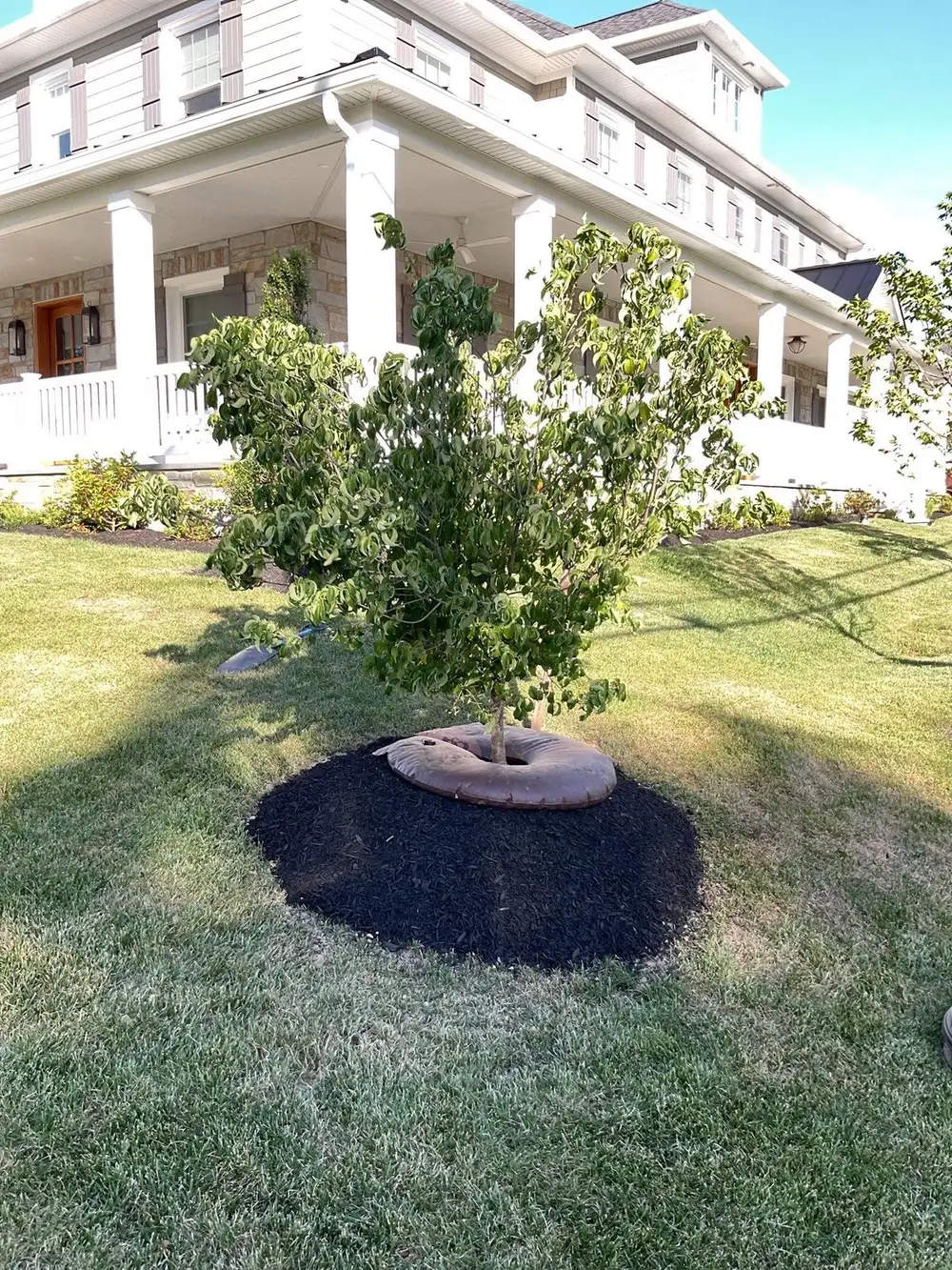 Newly planted ornamental tree with a clean mulch ring at a colonial home