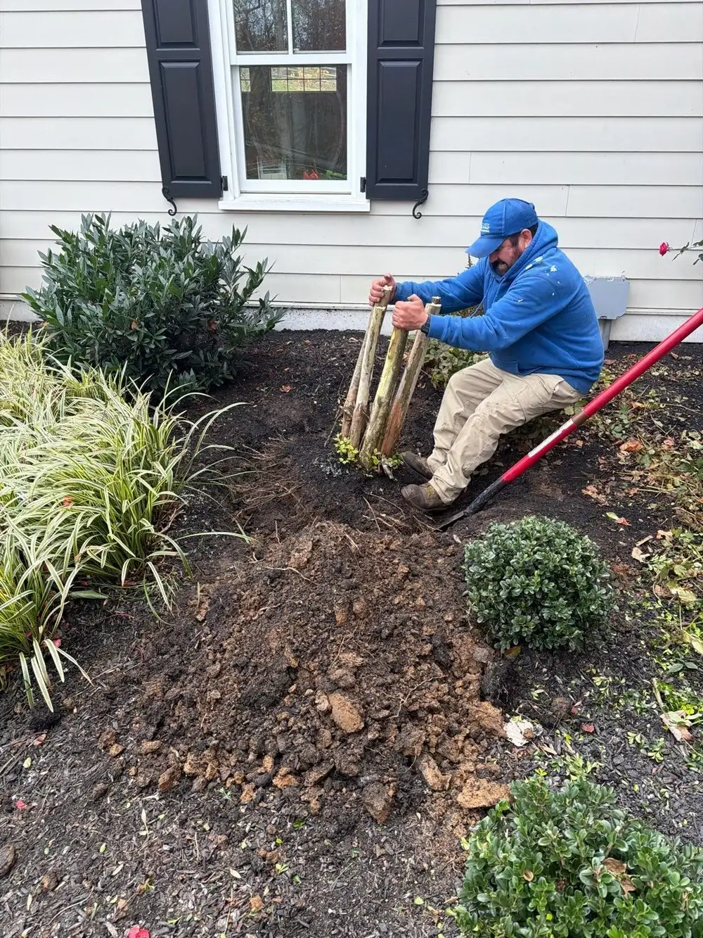 JHL Landscape Design crew member planting shrubs and grasses in a foundation bed