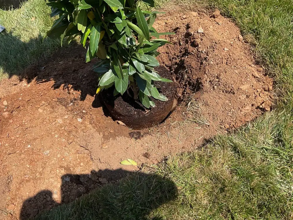Shrub root ball being set into a planting hole in Chester County clay soil
