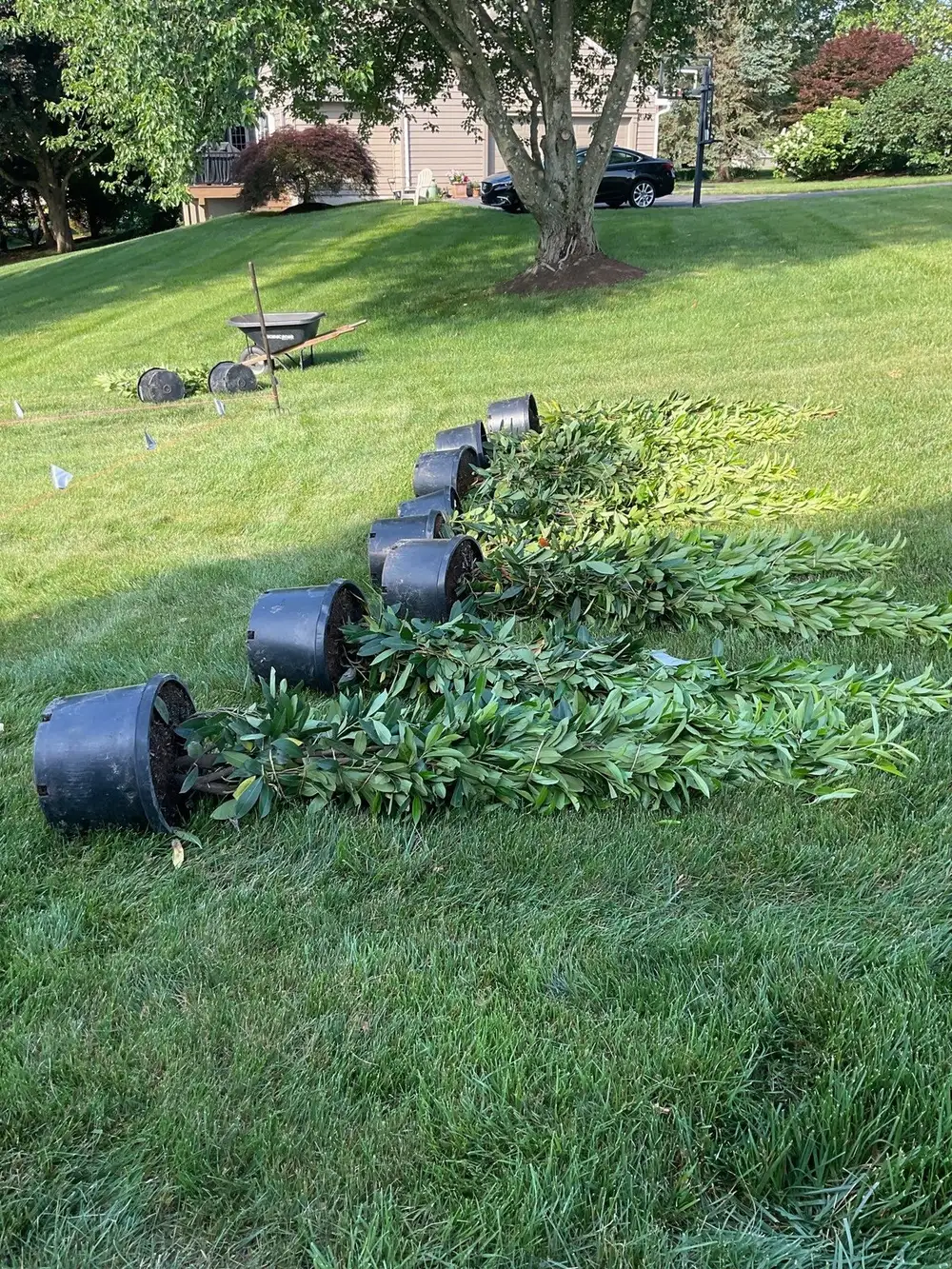 Cherry laurel staged in nursery pots, ready to plant as a privacy hedge