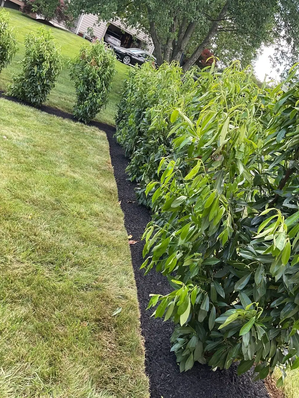 Row of newly planted cherry laurel forming a privacy screen in Chester County, PA