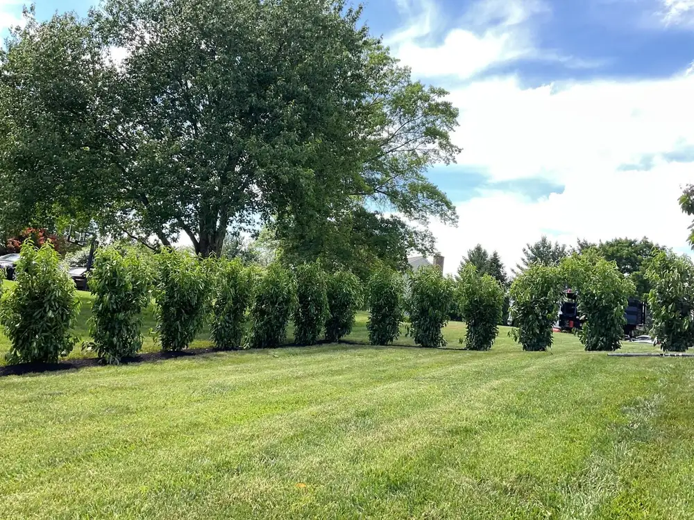 Row of weeping privacy shrubs forming a living screen along a lawn in West Chester, PA