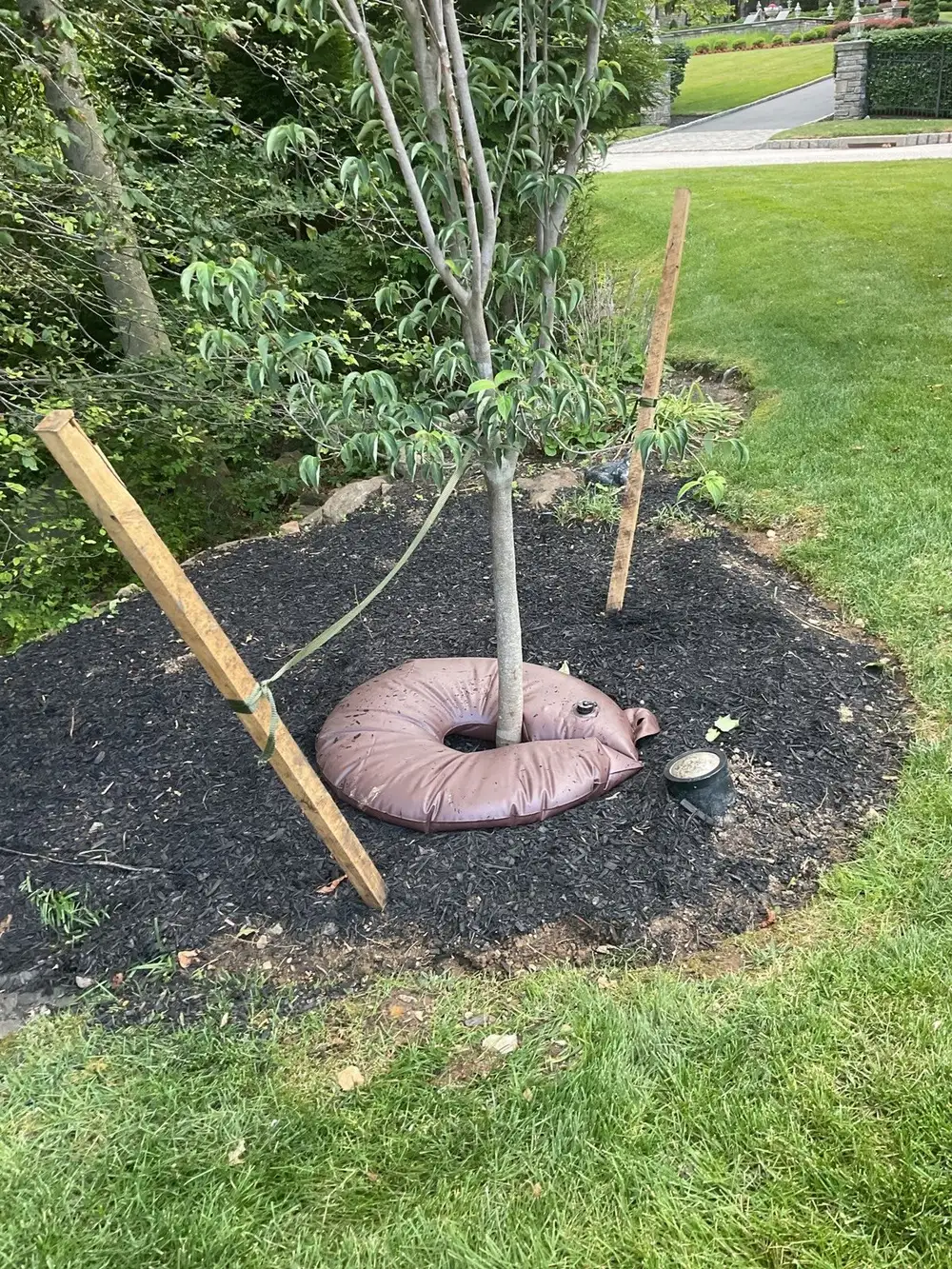 Newly planted multi-stem river birch with a watering ring beside established beds