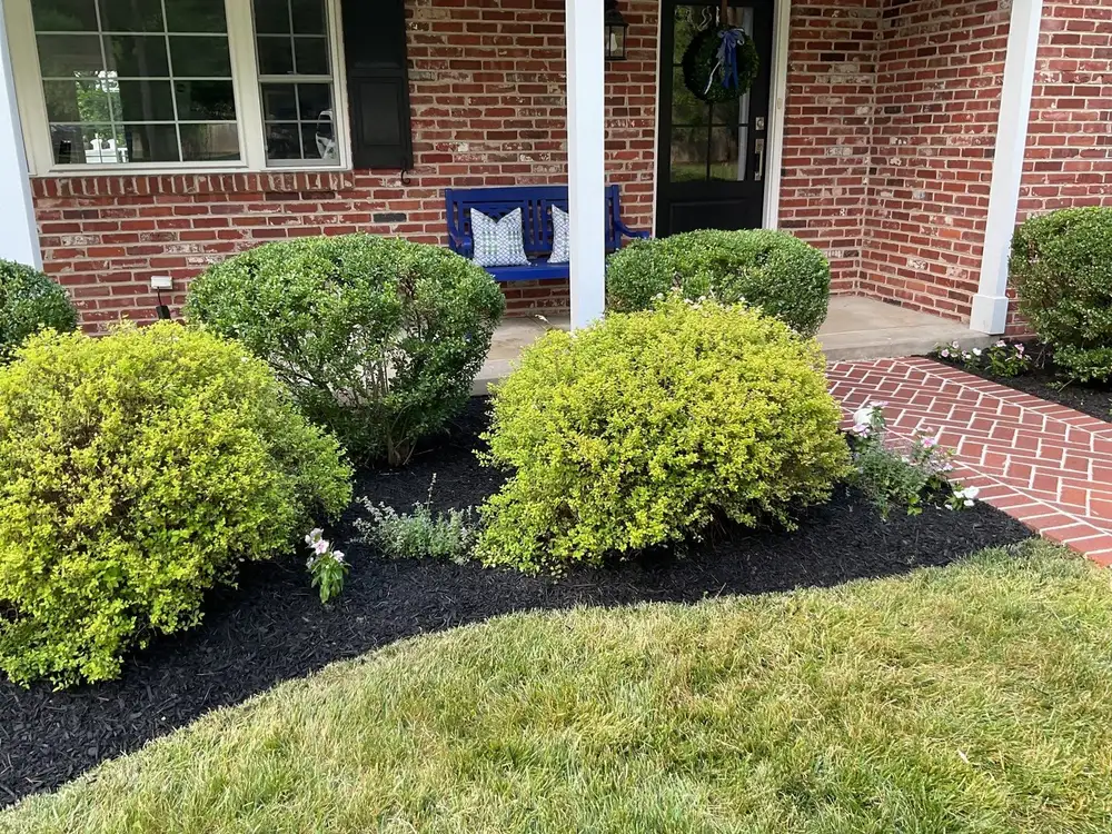 Foundation bed of rounded boxwood and barberry along a brick walkway