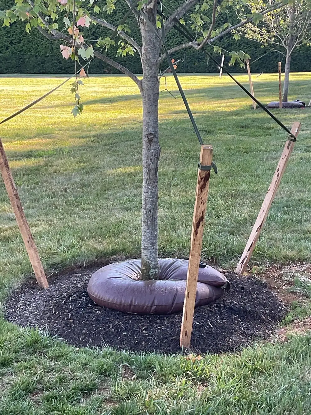 Newly planted shade tree staked with a watering ring on an open lawn